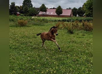 Welsh B, Stallion, Foal (05/2026), 13.1 hh, Brown
