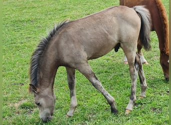 Welsh B, Stallion, Foal (04/2025), 13,1 hh, Buckskin