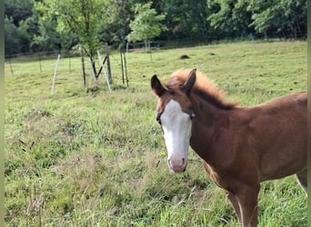 Welsh B, Stallion, Foal (05/2025), 13,1 hh, Chestnut