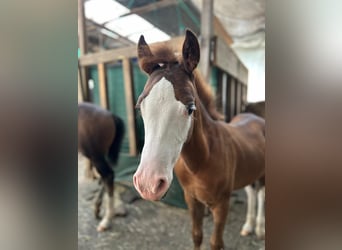 Welsh B, Stallion, Foal (05/2025), 13,1 hh, Chestnut