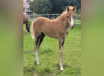 Welsh B, Stallion, Foal (06/2025), 13,1 hh, Chestnut-Red