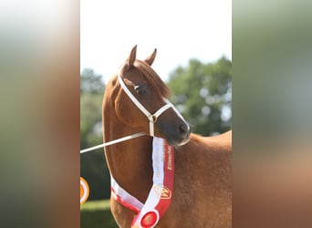Welsh B, Stallion, Foal (06/2025), 13,1 hh, Chestnut-Red