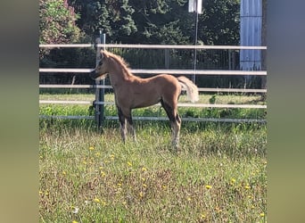 Welsh B, Stallion, Foal (06/2025), 13,1 hh, Chestnut-Red