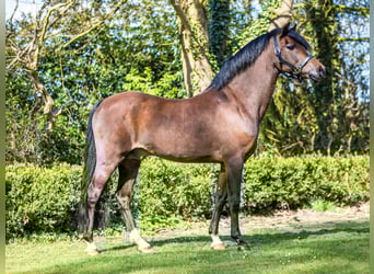 Welsh B, Stallion, Foal (06/2025), 13,1 hh, Chestnut-Red