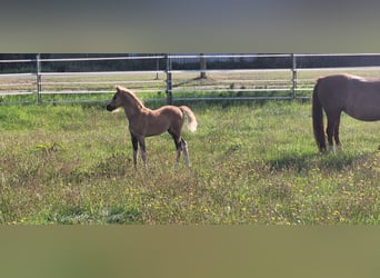 Welsh B, Stallion, Foal (06/2025), 13,1 hh, Chestnut-Red