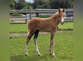 Welsh B, Stallion, Foal (06/2025), 13,1 hh, Chestnut-Red