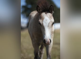 Welsh B, Stallion, Foal (05/2026), Buckskin