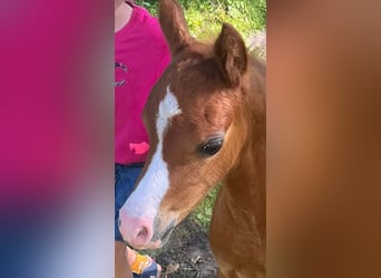 Welsh B, Stallion, , Chestnut-Red