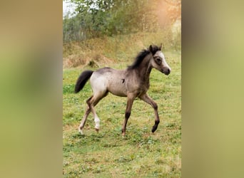 Welsh B, Stallion, Foal (01/2024), Gray-Dapple