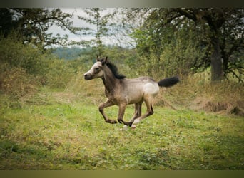 Welsh B, Stallion, Foal (01/2024), Gray-Dapple