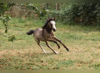 Welsh B, Stallion, Foal (01/2024), Gray-Dapple