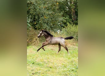 Welsh B, Stallion, Foal (01/2024), Gray-Dapple