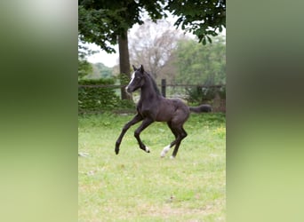 Welsh B, Stallion, Foal (05/2023), Gray-Dark-Tan