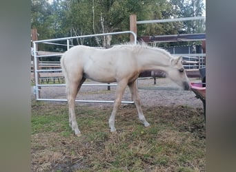 Welsh B, Stallion, Foal (06/2025), Palomino Welsh B, Stallion, Foal (06/2025), Palomino