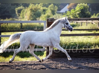 Welsh B, Stallion, 10 years, 13.1 hh, Gray