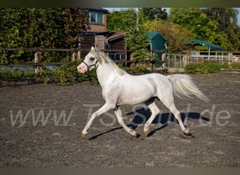 Welsh B, Stallion, 10 years, 13.1 hh, Gray