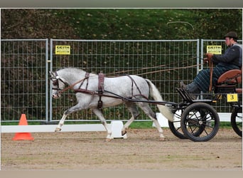 Welsh B, Stallion, 7 years, 13 hh, Gray