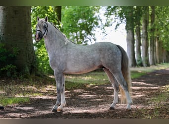 Welsh B, Stallion, 3 years, 13 hh, Grey