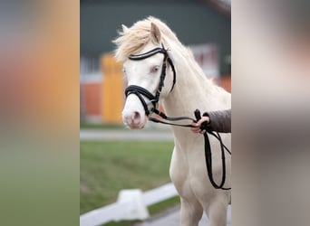Welsh B, Stallion, 4 years, 13 hh, Perlino