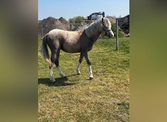 Welsh-B, Stallone, 1 Anno, 120 cm