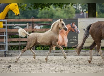 Welsh-B, Stallone, 1 Anno, 134 cm, Palomino