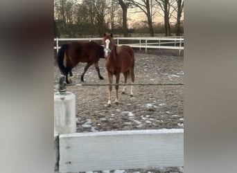 Welsh-B, Stallone, 1 Anno, 135 cm, Sauro