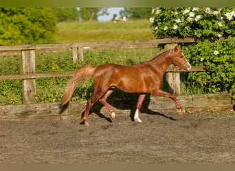 Welsh-B, Stallone, 2 Anni, 135 cm, Sauro
