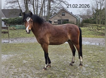 Welsh-B, Stallone, 3 Anni, 130 cm, Baio