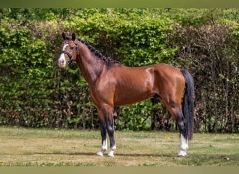 Welsh-B, Stallone, 3 Anni, 134 cm, Baio