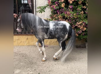 Welsh-B, Stallone, 4 Anni, 113 cm, Pezzato