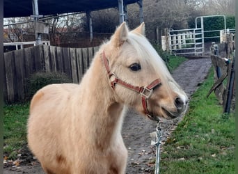 Welsh-B, Stallone, 4 Anni, 127 cm, Palomino