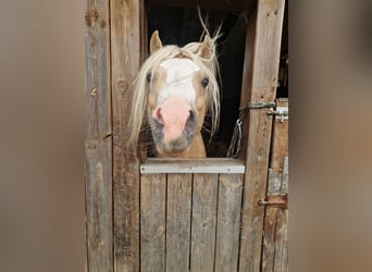 Welsh-B, Stallone, 4 Anni, 129 cm, Palomino
