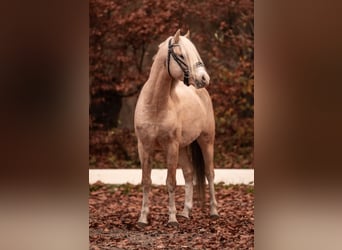 Welsh-B, Stallone, 4 Anni, 129 cm, Palomino