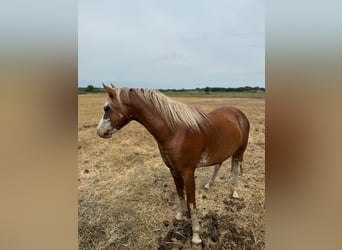 Welsh-B, Stallone, 4 Anni, 130 cm