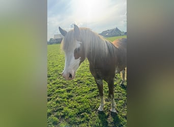 Welsh-B, Stallone, 4 Anni, 130 cm