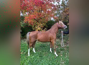 Welsh-B, Stallone, 4 Anni, 134 cm, Sauro scuro