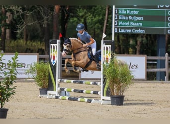 Welsh-B, Stallone, 4 Anni, 135 cm, Palomino