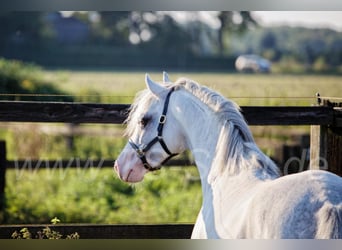Welsh-B, Stallone, 12 Anni, 135 cm, Grigio