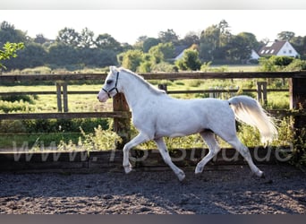 Welsh-B, Stallone, 12 Anni, 135 cm, Grigio