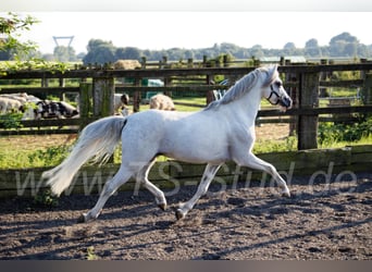 Welsh-B, Stallone, 12 Anni, 135 cm, Grigio
