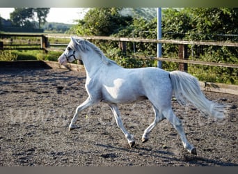 Welsh-B, Stallone, 12 Anni, 135 cm, Grigio