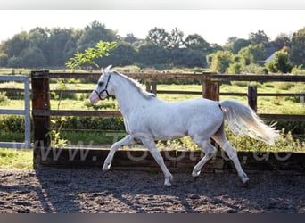 Welsh-B, Stallone, 12 Anni, 135 cm, Grigio