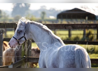 Welsh-B, Stallone, 12 Anni, 135 cm, Grigio
