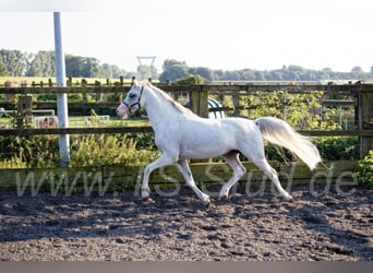 Welsh-B, Stallone, 12 Anni, 135 cm, Grigio
