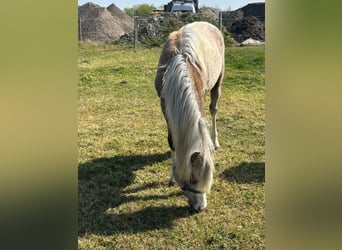 Welsh-B, Stallone, , 130 cm