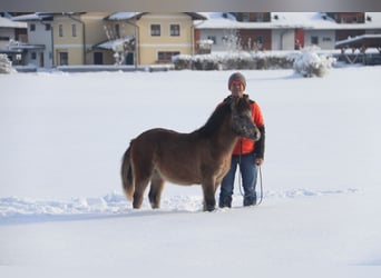 Welsh-B, Stallone, Puledri
 (04/2023), 135 cm, Falbo baio