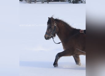 Welsh-B, Stallone, Puledri
 (04/2023), 135 cm, Falbo baio