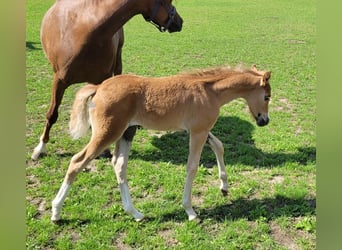 Welsh-B, Stallone, Puledri (06/2025), 135 cm, Sauro