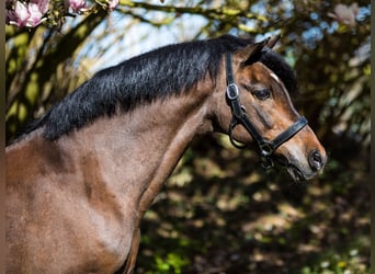 Welsh-B, Stallone, Puledri (06/2025), 135 cm, Sauro