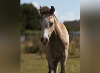 Welsh-B, Stallone, Puledri (05/2026), Pelle di daino